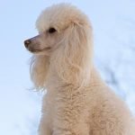 Poodle - Características da raça, fotos e vídeos