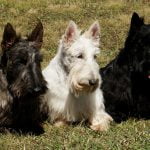 Scottish Terrier - Características da raça, fotos e vídeos