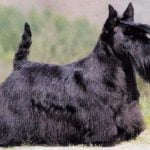 Scottish Terrier - Características da raça, fotos e vídeos