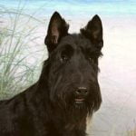 Scottish Terrier - Características da raça, fotos e vídeos