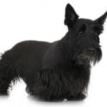 Scottish Terrier - Características da raça, fotos e vídeos