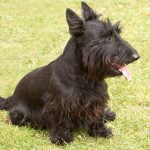 Scottish Terrier - Características da raça, fotos e vídeos