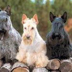 Scottish Terrier - Características da raça, fotos e vídeos