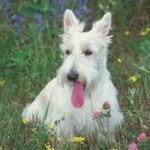 Scottish Terrier - Características da raça, fotos e vídeos