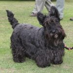 Scottish Terrier - Características da raça, fotos e vídeos