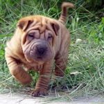 Shar Pei - Características da raça, fotos e vídeos