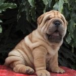 Shar Pei - Características da raça, fotos e vídeos