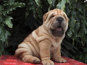 Shar Pei - Características da raça, fotos e vídeos