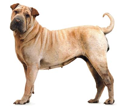 Shar Pei_Fotos_4