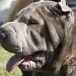 Shar Pei - Características da raça, fotos e vídeos