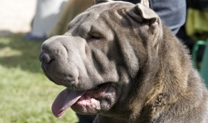 Shar Pei - Características da raça, fotos e vídeos