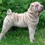 Shar Pei - Características da raça, fotos e vídeos