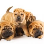 Shar Pei - Características da raça, fotos e vídeos