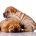 Shar Pei - Características da raça, fotos e vídeos