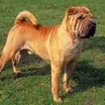 Shar Pei - Características da raça, fotos e vídeos