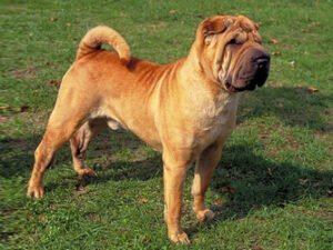 Shar Pei - Características da raça, fotos e vídeos