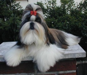 Shih-Tzu - Características da raça, fotos e vídeos