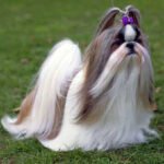 Shih-Tzu - Características da raça, fotos e vídeos