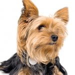 Yorkshire Terrier - Características da raça, fotos e vídeos