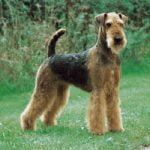 Airedale Terrier - Características da raça, fotos e vídeos