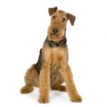Airedale Terrier - Características da raça, fotos e vídeos
