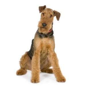 Airedale Terrier - Características da raça, fotos e vídeos