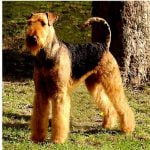 Airedale Terrier - Características da raça, fotos e vídeos