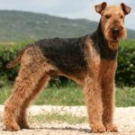 Airedale Terrier - Características da raça, fotos e vídeos