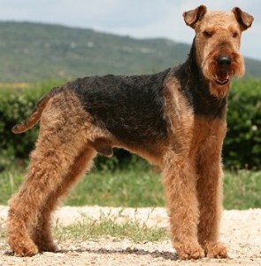 Airedale Terrier - Características da raça, fotos e vídeos