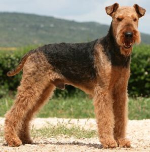 Airedale Terrier - Características da raça, fotos e vídeos