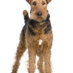 Airedale Terrier - Características da raça, fotos e vídeos