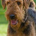 Airedale Terrier - Características da raça, fotos e vídeos