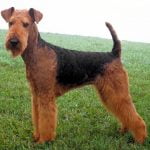 Airedale Terrier - Características da raça, fotos e vídeos