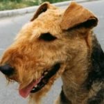 Airedale Terrier - Características da raça, fotos e vídeos