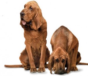 Bloodhound - Características da raça, fotos e vídeos