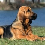 Bloodhound - Características da raça, fotos e vídeos