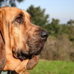 Bloodhound - Características da raça, fotos e vídeos