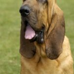Bloodhound - Características da raça, fotos e vídeos