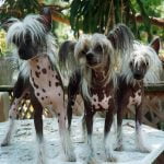 Chinese Crested Dog - Características da raça, fotos e vídeos