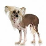 Chinese Crested Dog - Características da raça, fotos e vídeos