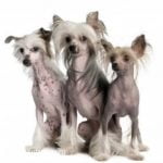 Chinese Crested Dog - Características da raça, fotos e vídeos