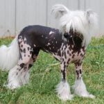 Chinese Crested Dog - Características da raça, fotos e vídeos