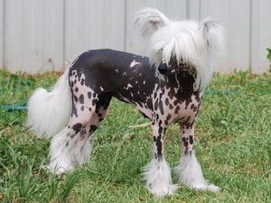 Chinese Crested Dog - Características da raça, fotos e vídeos