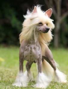 Chinese Crested Dog - Características da raça, fotos e vídeos