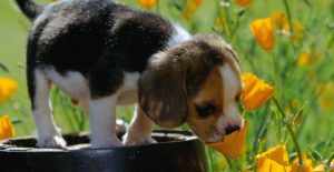 Jardim seguro para o cão