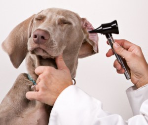 Otite Canina - Sintomas e Tratamento
