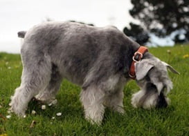 Porque os cães comem grama?