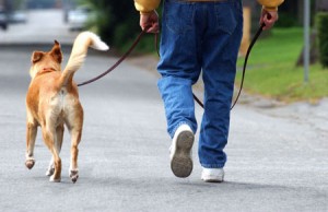 Como socializar seu cão?