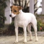 Jack Russel Terrier - Características da raça, fotos e vídeos