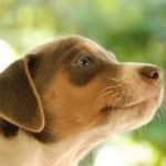 Terrier Brasileiro - Características da raça, fotos e vídeos